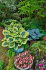 USA, Washington State, Sammamish. Garden with hosta and impatiens in late spring time bloom Art Print